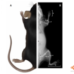 Universitat Autònoma De Barcelona And MRC Harwell Collaborate On Exciting X-Ray Annotation Mouse Atlas