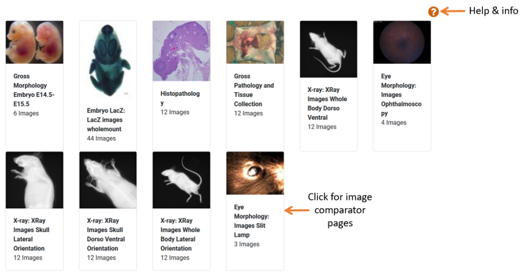IMPC associated images section displays a list of images from lacz, x-ray, morphology and histopathology procedures