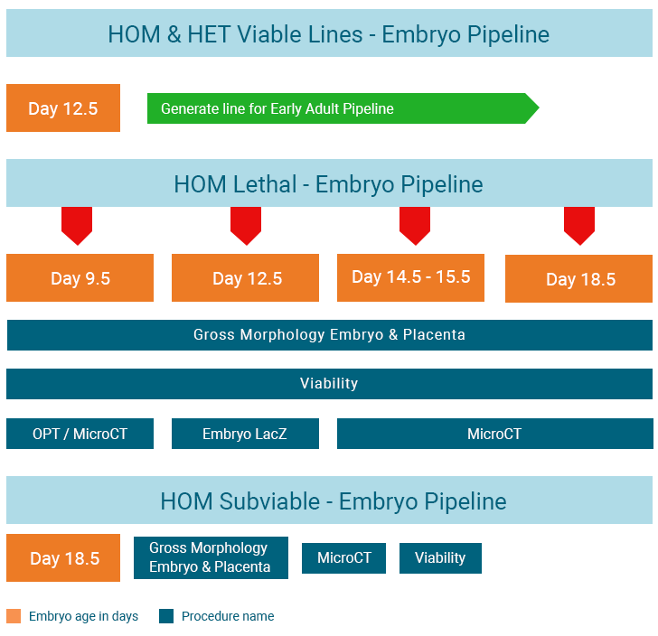 IMPC Embryo Pipeline infographic displays procedures HOM leathal and subviable lines go through