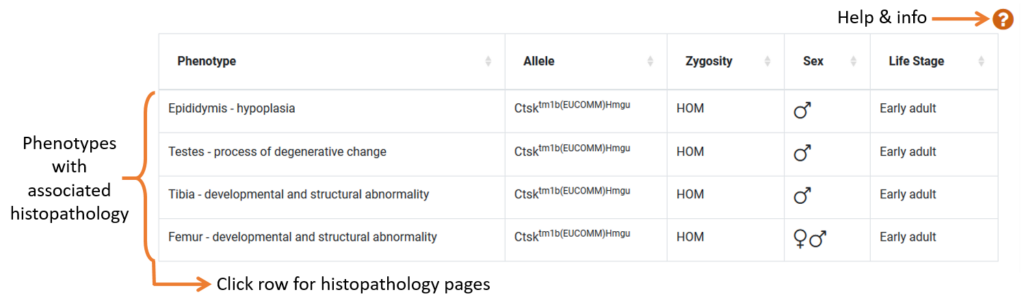 IMPC histopathology data section with annotated sections: phenotypes with associated histopathology, click row to to go histopathology data page for phenotype