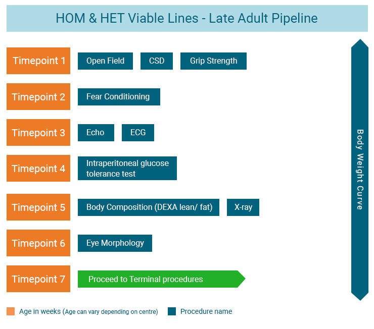 IMPC Late Adult Pipeline infographic displays procedures HOM & HET viable lines mice go through at varying timepoints