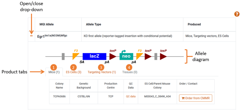 IMPC order alleles and ES cells with annotated sections: Order dropdown, allele diagram, products tabs: mice, ES cells, targeting vectors, tissues