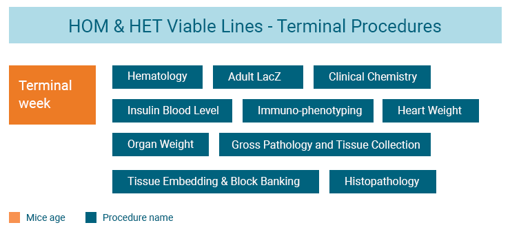IMPC Interval Pipeline infographic displays procedures HOM & HET viable lines mice go through at the terminal stage